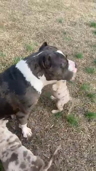 XL American Bully in Gadsden, Alabama