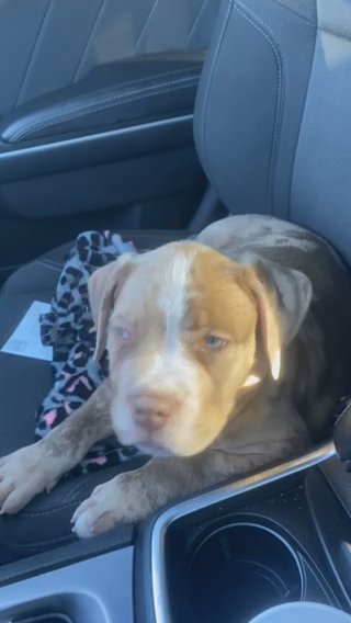 XL American Bully in Gadsden, Alabama