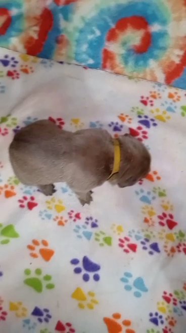 Dark Yellow Female - RESERVED in Paragould, Arkansas