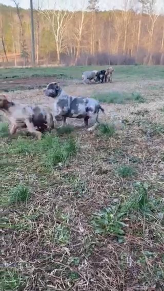 XL American Bully in Gadsden, Alabama