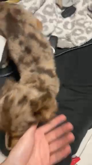 Mini Longhaired Dachshund in Irving, Texas