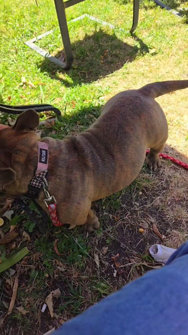 micro bully female in Modesto, California
