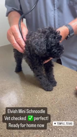 Mini Schnoodle Ready Today $1500 in Temple, Texas