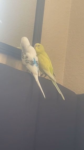 2 love birds for sale in Thornton, Colorado