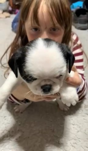 Jade Panda pug Reg aCA Female in Salina, Kansas