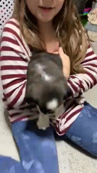 Tori Panda Pug Female Reg ACA in Salina, Kansas