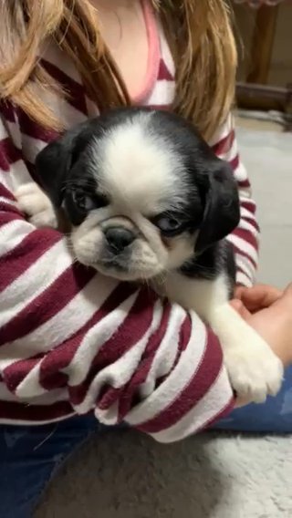 Carly Pug female Panda Reg ACA in Salina, Kansas