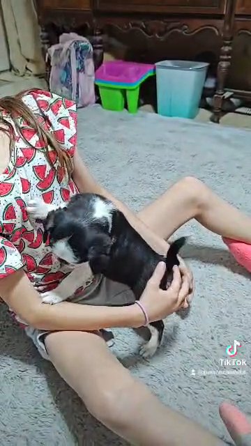 Panda Pug Female in Salina, Kansas