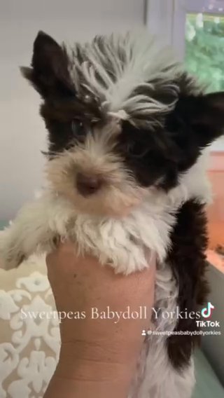 Gia in Clarksville, Tennessee