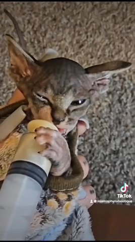 Sphynx Kittens Forsale in Queens, New York