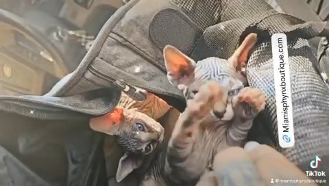 Baby Sphynx Kittens in Brooklyn, New York