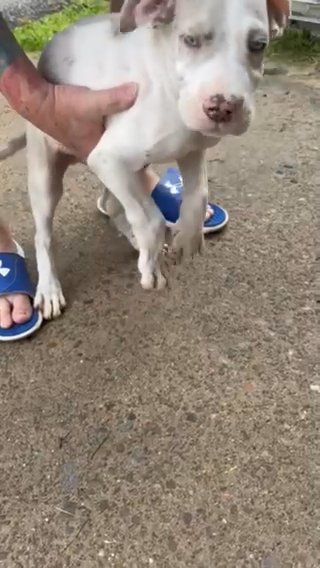 Lilac Merle Pied Male Great Dane in Wheeling, West Virginia