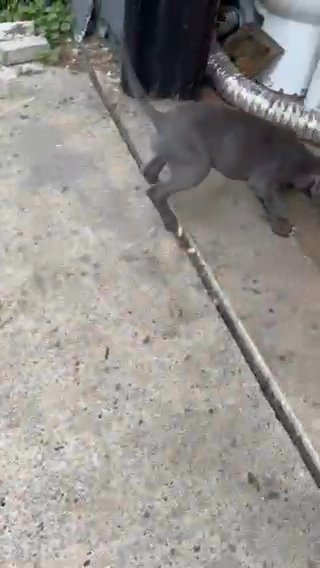 Female Blue Great Dane in Wheeling, West Virginia