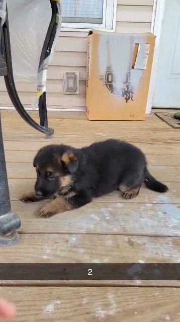 Akc german shepherd puppies in Republic, Missouri