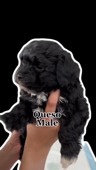 Maltipoo Puppies in Victorville, California