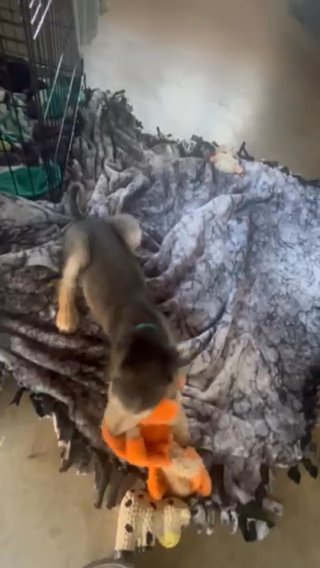 2 month old Afghan Hound Puppy in Fountain Valley, California