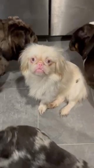 Poof in Wheeling, West Virginia