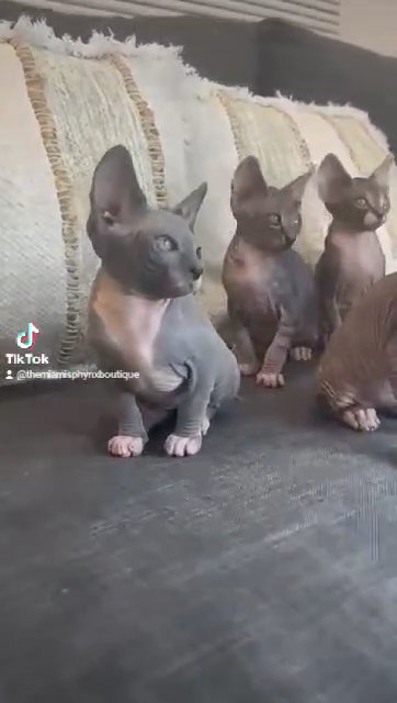 Sphynx Kittens in Miami, Florida