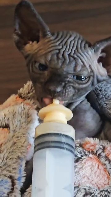 Sweet baby girl Sphynx Kitten in Miami, Florida