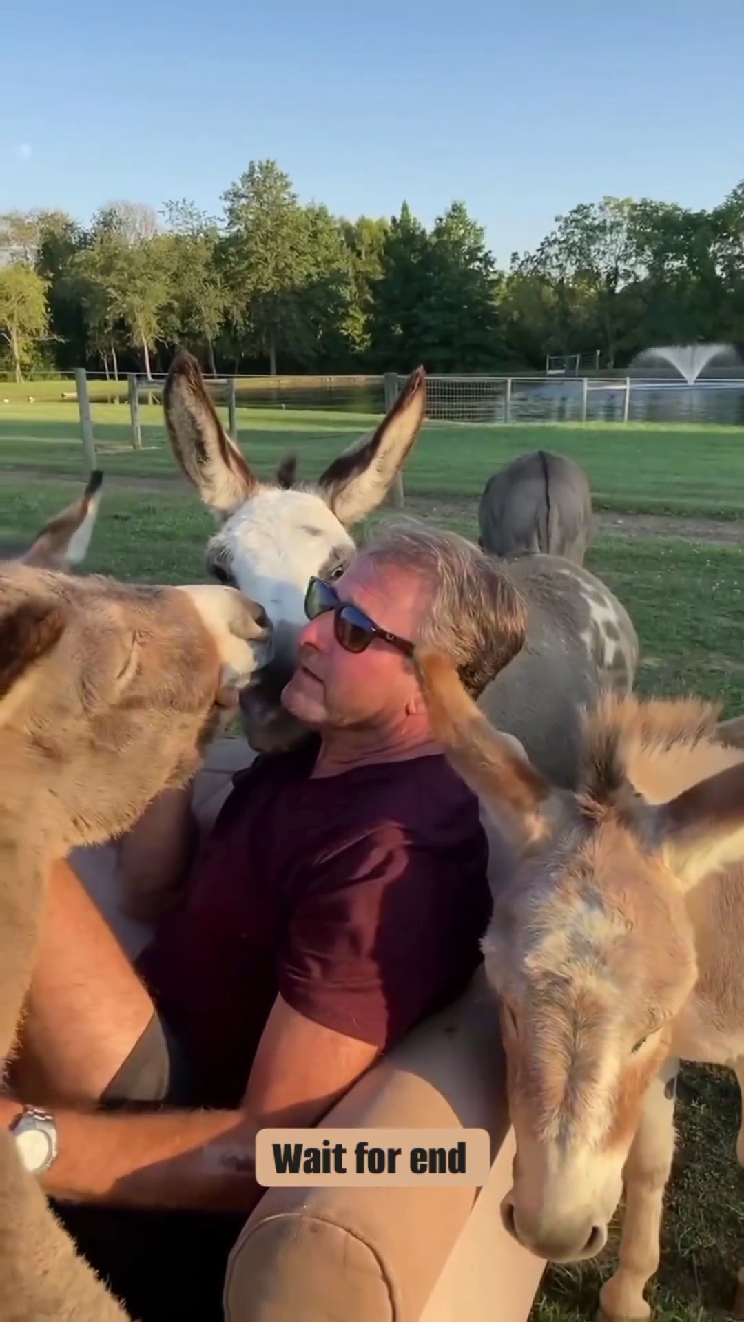 donkey in Brooklyn, New York