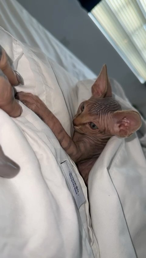 Exotic Kittens in Miami, Florida