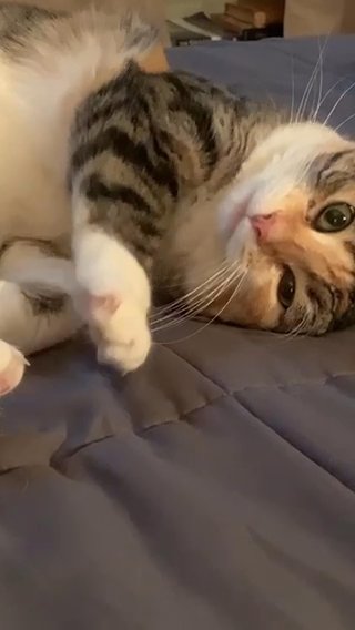 Sweet 4 Yr Old Cat in Chandler, Arizona