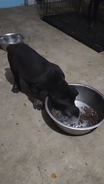 cane corso puppies ready for new home in Humble, Texas