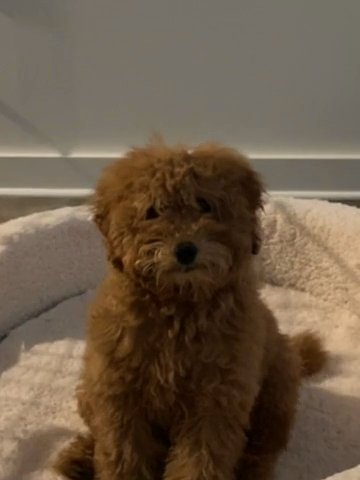 Dash - 8 Week Old Pup in Orlando, Florida
