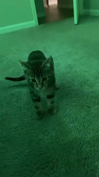 Okin The Tabby in Virginia Beach, Virginia
