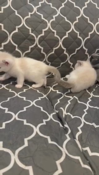Cute White Female Ragdoll / Ragamese Kitten in San Diego, California