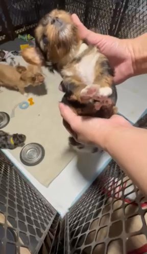 Traditional Male Yorkie in Plano, Texas