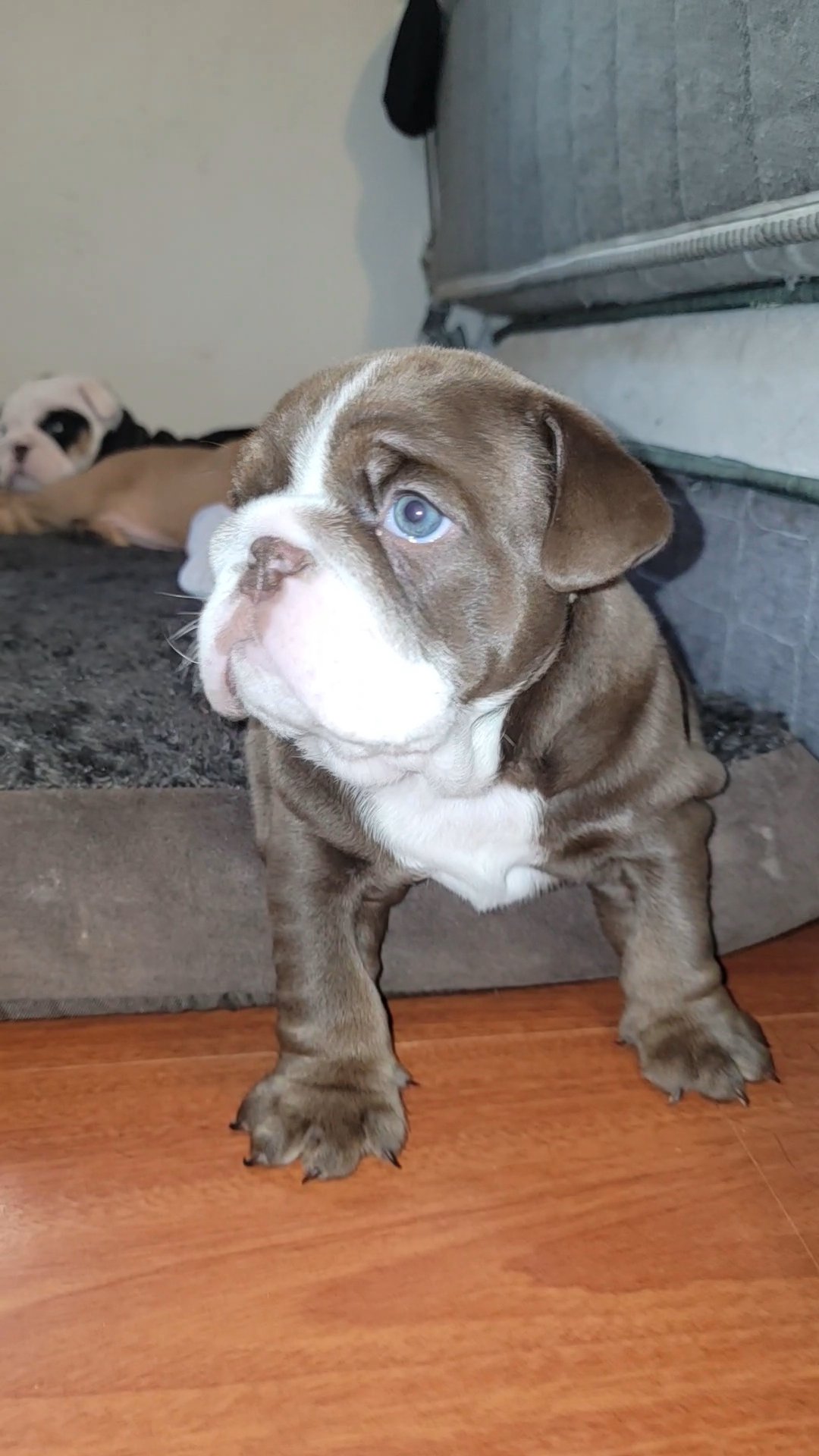 English bulldog BOY los angeles in Los Angeles, California