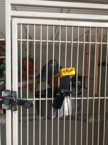 6 Parakeets With Big Cage in Arlington, Virginia