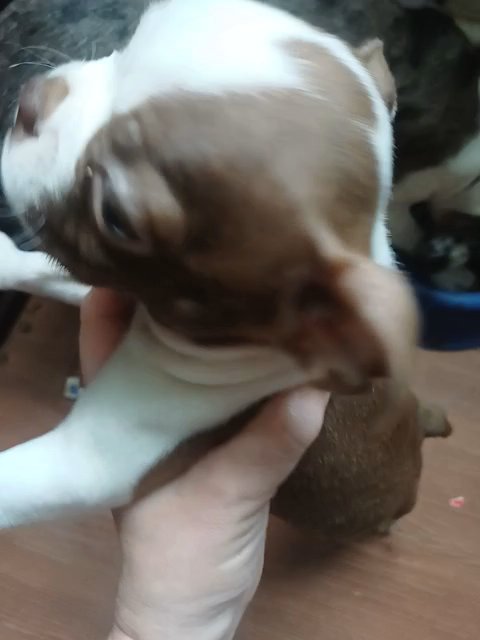 CKC Red Boston Terrier in Anniston, Alabama
