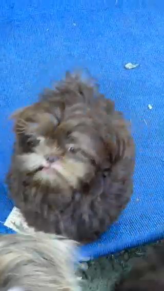 Akc Chocolate Shih Tzu in Belton, Texas