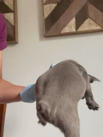Beautiful Blue French Bulldog Fluffy Carrier in Winter Garden, Florida