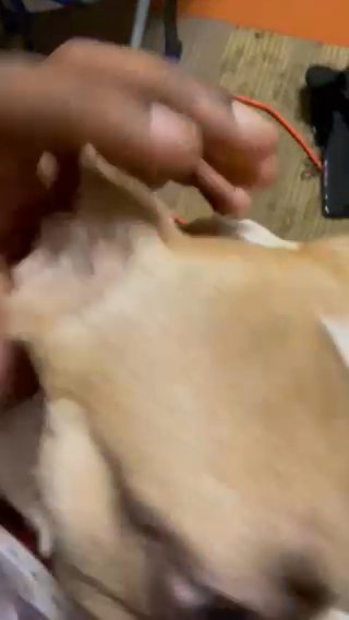 7 Month Old French Bulldog in Greensboro, North Carolina