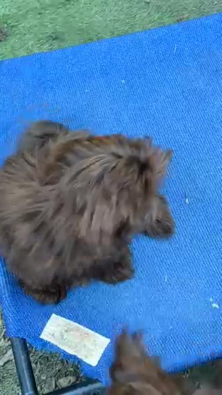 Akc Chocolate Shih tzu in Belton, Texas