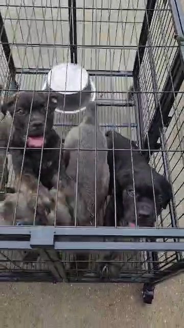 cane corso puppies in Humble, Texas