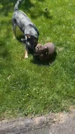 Chocolate English Bulldog in Euclid, Ohio