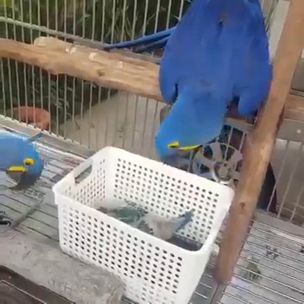 Tame Hyacinth Macaw Parrots For Rehoming! in New York City, New York