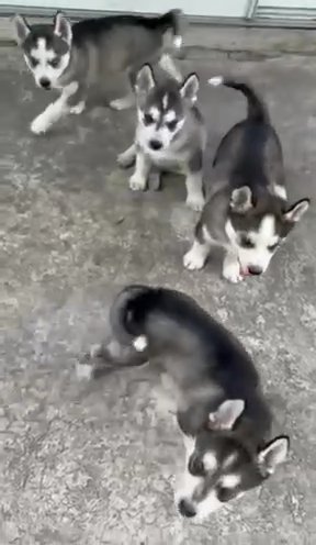 Husky in San Antonio, Texas