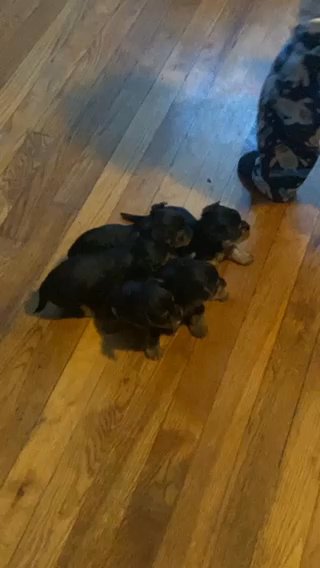 Otis and Olivia Puppies in Petersburg, Virginia
