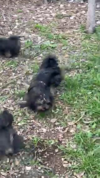 Make Offer Akc Blue And Tan dobie in Belton, Texas