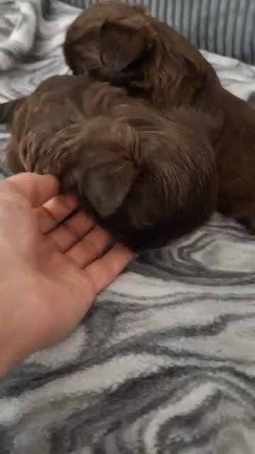 Imperial Shih Tzu in Palm Bay, Florida