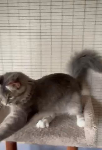 Maine coon Kitten in Portland, Oregon