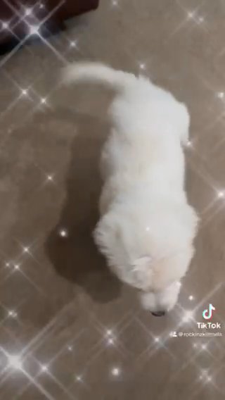 Akc Male english cream golden retriver in Lubbock, Texas