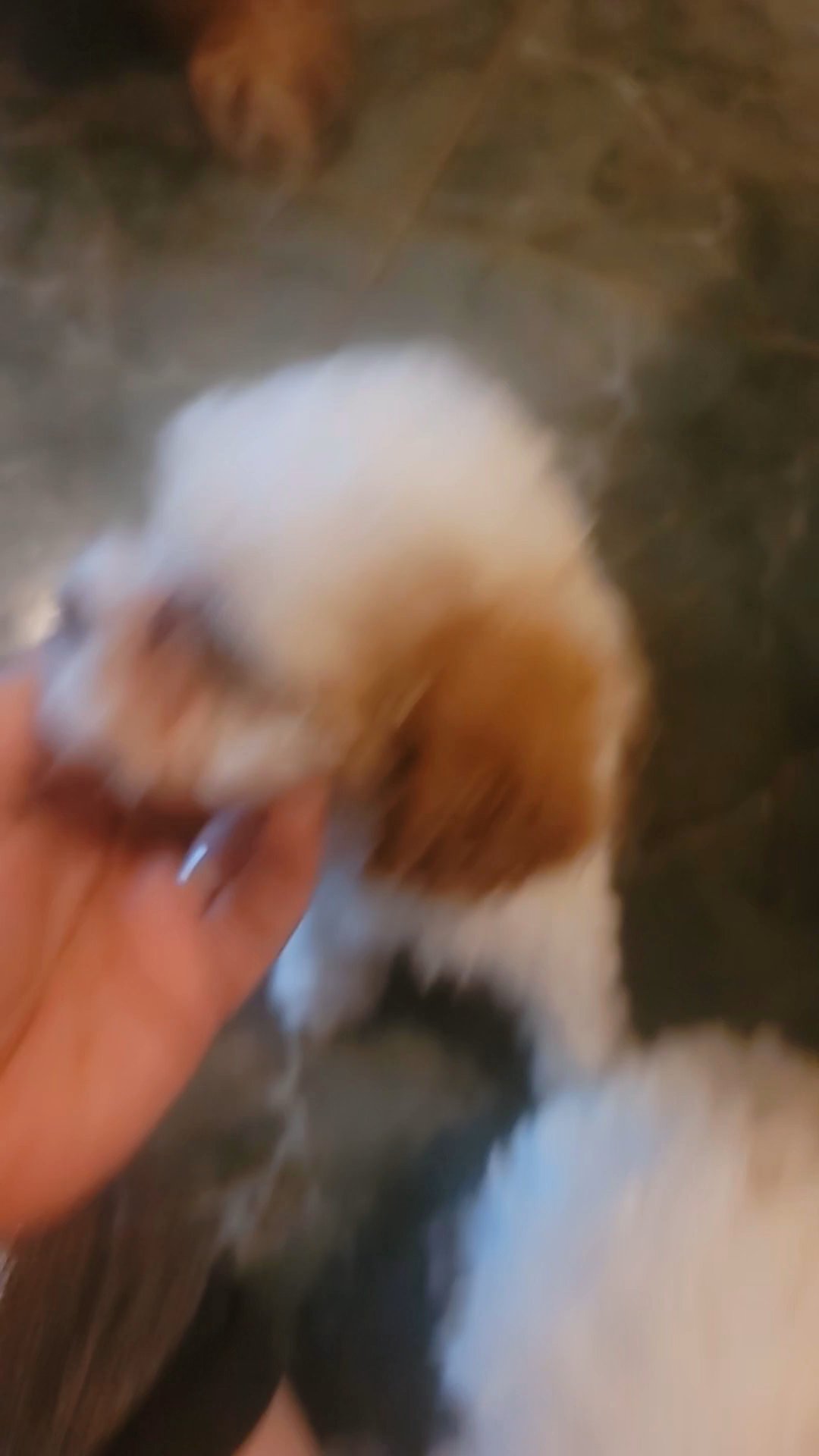 shih-poo puppy in Houston, Texas