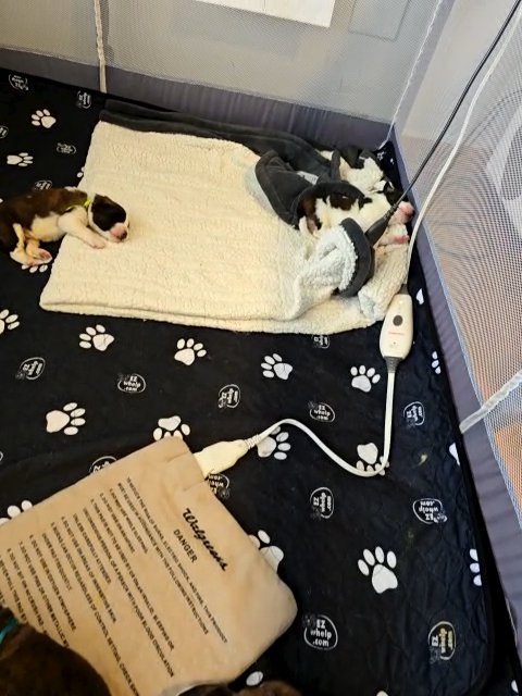12 ST. BERNARD PUPPIES FOR SALE!!! in Chicago, Illinois