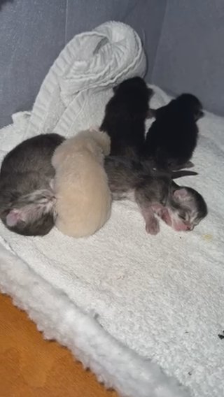 Kittens in Aurora, Colorado